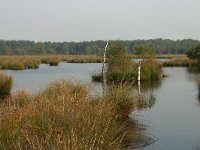 NL, Drenthe, Westerveld, Kraloerheide 9, Saxifraga-Hans Boll