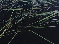 NL, Friesland, Opsterland, Bakkeveen 10, Saxifraga-Hans Boll