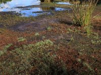 NL, Friesland, Opsterland, Bakkeveen 21, Saxifraga-Hans Boll