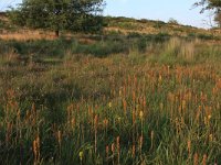 NL, Gelderland, Heumen, Overasseltsche en Hatertsche vennen 10, Saxifraga-Hans Boll