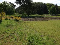 NL, Gelderland, Heumen, Overasseltsche en Hatertsche vennen 108, Saxifraga-Hans Boll