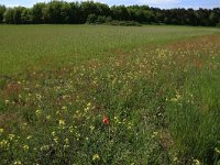 NL, Gelderland, Heumen, Overasseltsche en Hatertsche vennen 114, Saxifraga-Hans Boll