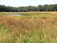 NL, Gelderland, Heumen, Overasseltsche en Hatertsche vennen 139, Saxifraga-Hans Boll