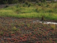 NL, Gelderland, Heumen, Overasseltsche en Hatertsche vennen 23, Saxifraga-Hans Boll