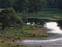 NL, Gelderland, Heumen, Overasseltsche en Hatertsche vennen 4, Saxifraga-Hans Boll