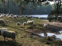 NL, Gelderland, Heumen, Overasseltsche en Hatertsche vennen 70, Saxifraga-Hans Boll