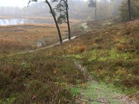 NL, Gelderland, Heumen, Overasseltsche en Hatertsche vennen 75, Saxifraga-Hans Boll