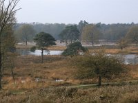 NL, Gelderland, Heumen, Overasseltsche en Hatertsche vennen 88, Saxifraga-Hans Boll