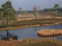 NL, Gelderland, Heumen, Overasseltsche en Hatertsche vennen 89, Saxifraga-Hans Boll