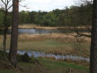 NL, Gelderland, Heumen, Overasseltsche en Hatertsche vennen 93, Saxifraga-Hans Boll