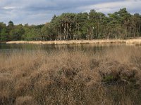 NL, Gelderland, Heumen, Overasseltsche en Hatertsche vennen 97, Saxifraga-Hans Boll