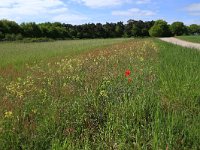 NL, Gelderland, Heumen, Overasseltsche en Hatertse vennen 211, Saxifraga-Hans Boll