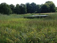 NL, Gelderland, Heumen, Overasseltsche en Hatertse vennen 236, Saxifraga-Hans Boll