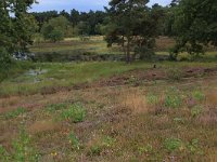 NL, Gelderland, Heumen, Overasseltsche en Hatertse vennen 282, Saxifraga-Hans Boll