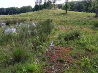 NL, Gelderland, Heumen, Overasseltsche en Hatertse vennen 283, Saxifraga-Hans Boll