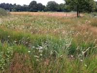 NL, Gelderland, Heumen, Overasseltsche en Hatertse vennen 302, Saxifraga-Hans Boll