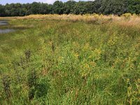 NL, Gelderland, Heumen, Overasseltsche en Hatertse vennen 324, Saxifraga-Hans Boll