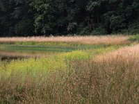 NL, Gelderland, Heumen, Overasseltsche en Hatertse vennen 355, Saxifraga-Hans Boll