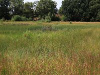 NL, Gelderland, Heumen, Overasseltsche en Hatertse vennen 394, Saxifraga-Hans Boll