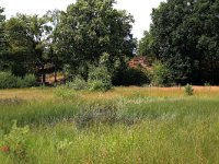 NL, Gelderland, Heumen, Overasseltsche en Hatertse vennen 395, Saxifraga-Hans Boll