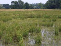 NL, Gelderland, Wijchen, Wijchense vennen 199, Saxifraga-Hans Boll