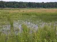 NL, Gelderland, Wijchen, Wijchense vennen 200, Saxifraga-Hans Boll