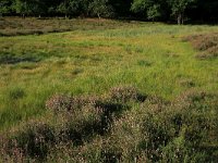 NL, Gelderland, Wijchen, Wijchense vennen 406, Saxifraga-Hans Boll