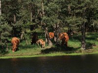 NL, Gelderland, Wijchen, Wijchense vennen 468, Saxifraga-Hans Boll