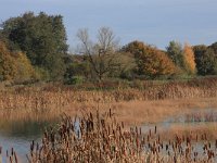 NL, Gelderland, Wijchen, Wijchense vennen 497, Saxifraga-Hans Boll