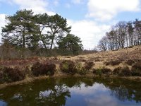 NL, Limburg, Roerdalen, Meinweg 3, Foto Fitis-Sytske Dijksen