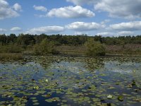 NL, Limburg, Roerdalen, Meinweg, Rolven 1, Saxifraga-Marijke Verhagen