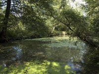 NL, Limburg, Roerdalen, Turfkoelen 8, Saxifraga-Marijke Verhagen