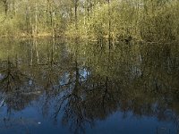 NL, Limburg, Weert, De Krang 4, Saxifraga-Jan van der Straaten