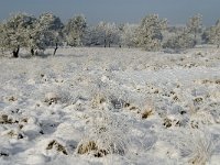 NL, Noord-Brabant, Alphen-Chaam, Strijbeekse Heide, Langven 12, Saxifraga-Jan van der Straaten