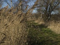 NL, Noord-Brabant, Bergeijk, Liskes Visvijver 2, Saxifraga-Marijke Verhagen