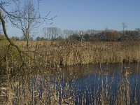 NL, Noord-Brabant, Bergeijk, Liskes Visvijver 3, Saxifraga-Marijke Verhagen