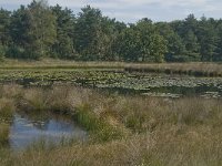 NL, Noord-Brabant, Boxtel, Bosven 4, Saxifraga-Jan van der Straaten