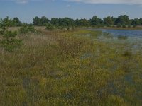 NL, Noord-Brabant, Boxtel, Brandven 1, Saxifraga- Jan van der Straaten