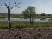 NL, Noord-Brabant, Boxtel, Brandven 15, Saxifraga-Jan van der Straaten