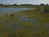 NL, Noord-Brabant, Boxtel, Brandven 2, Saxifraga- Jan van der Straaten