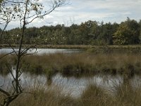 NL, Noord-Brabant, Boxtel, Huisven 8, Saxifraga-Jan van der Straaten