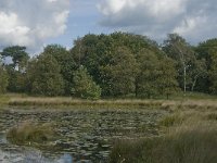 NL, Noord-Brabant, Boxtel, Huisvennen 1, Saxifraga-Jan van der Straaten