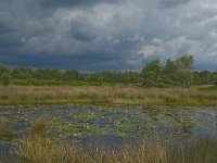 NL, Noord-Brabant, Boxtel, Huisvennen 9, Saxifraga-Jan van der Straaten