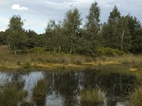 NL, Noord-Brabant, Boxtel, Kampina 10, Saxifraga-Jan van der Straaten