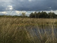 NL, Noord-Brabant, Boxtel, Kampina 13, Saxifraga-Marijke Verhagen