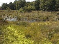 NL, Noord-Brabant, Boxtel, Kampina 18, Saxifraga-Jan van der Straaten