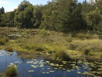 NL, Noord-Brabant, Boxtel, Kampina 19, Saxifraga-Jan van der Straaten