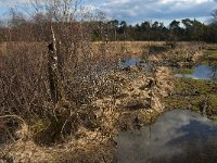 NL, Noord-Brabant, Boxtel, Kattelaarsput 4, Saxifraga-Jan van der Straaten