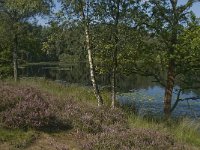 NL, Noord-Brabant, Boxtel, Palingven 6, Saxifraga-Jan van der Straaten