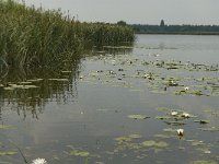 NL, Noord-Brabant, Cranendonck, Ringselven 6, Saxifraga-Jan van der Straaten